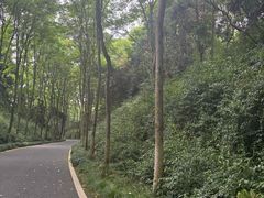 -宜兴龙背山森林公园