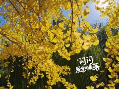 -元大都城垣遗址公园