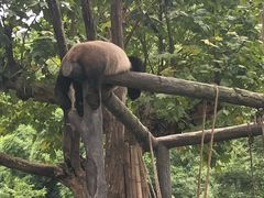 -都江堰中华大熊猫苑