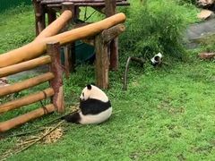 -沈阳森林动物园