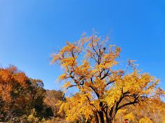 -千年银杏谷文化旅游区