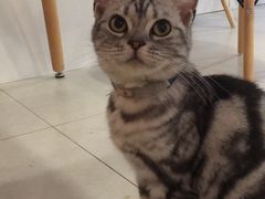 -三花喵·撸猫购宠·宠物生活馆(虹桥南丰城店)