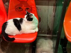 -猫咪博物馆(顶澳仔猫街店)