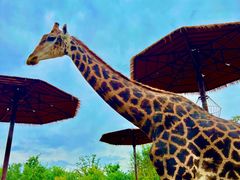 -济南野生动物世界