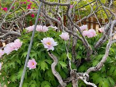 -曹州百花园
