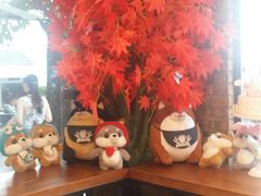 -柴犬高等学院·狗咖·柴犬售卖·宠物训练