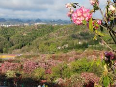 -贵州百里杜鹃风景名胜区