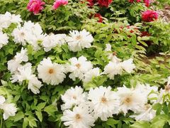 -曹州百花园