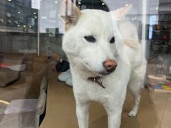-柴务处·柴犬主题狗咖