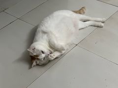 -强手盲人推拿·颈肩腰背调理(南新路店)