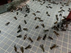 -虾胡闹龙虾馆(湄南河店)