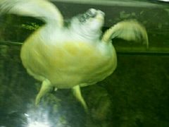 -东方巨龟苑景区