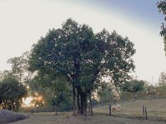 -深圳野生动物园