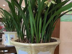 -顺峰·粤菜海鲜·早茶自助(阜成店)