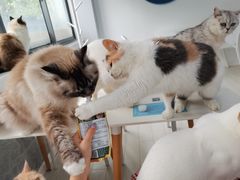 -喵的天空名猫咖啡馆·撸猫·猫舍·用品