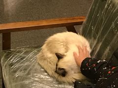 -猫色咖啡·猫咖