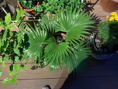 -Primo·丽莫意大利窑烤披萨