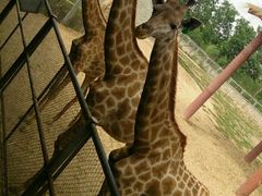 -石家庄市动物园