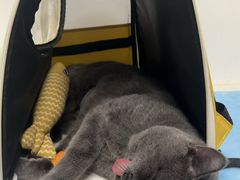-纳吉亚猫专科动物诊疗中心(蒋宅口分院)