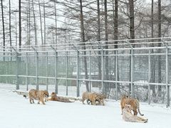 -横道河子东北虎林园