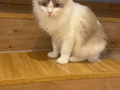-啵啵喵·猫咖(攀华国际店)