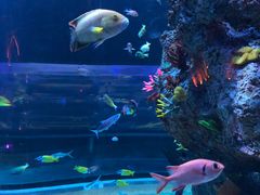 -芜湖新华联大白鲸海洋公园