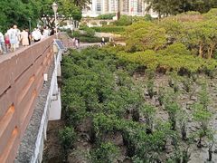 -宝安西湾红树林湿地公园