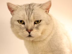 -Heymao猫咖.咖啡厅(东门店)