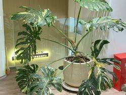 -海菲秀黑钻·SELF SKIN悦己·Tech SPA