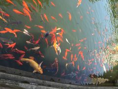 吴宫泛太平洋酒店-苏州吴宫泛太平洋酒店