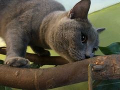 -猫猫幼稚园·撸猫·桌游·电玩
