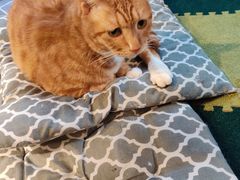 -猫猫幼稚园·撸猫·桌游·电玩