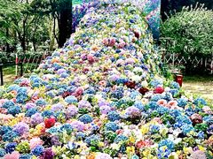 -上海共青森林公园