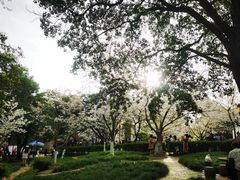 -武汉大学-樱园