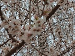 -桃花堤公园