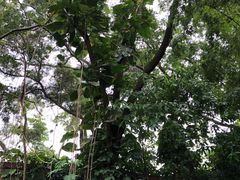 -广西壮族自治区药用植物园