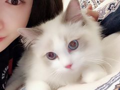 -猫大福·Fortune Cat猫舍(百子湾店)