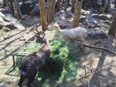 -昆明动物园