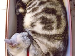 -平行世界·猫咖(首经贸店)