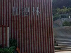 -银湖山郊野公园-相思林