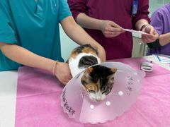 -北京观赏动物医院·24小时大型综合·猫专科·异宠专科