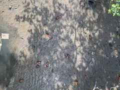 -北海金海湾红树林生态旅游区