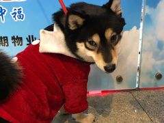-逗柴咖啡屋·狗咖猫咖宠物桌游