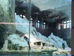 -帝企鹅自助餐厅•儿童岛•真企鹅(长隆企鹅酒店)