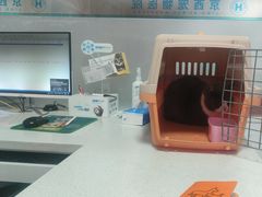-西安京西宠物医院·瘫痪·疑难杂症
