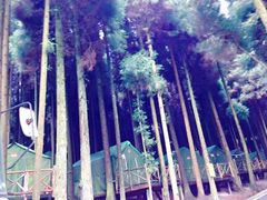-武陵山森林公园
