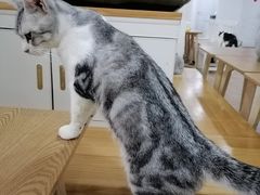 -李小姐の猫咖啡馆(五角场店)