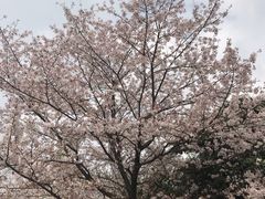 -武汉大学-樱园