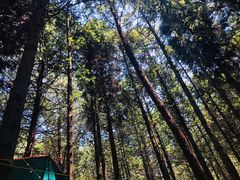 -重庆睡佛山森林公园