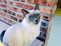 -豆逗聊愈猫阁Easy Life